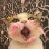 麻生璃猫